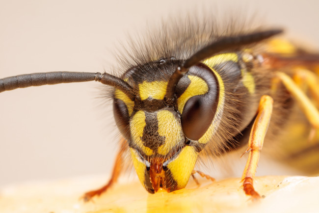 Обои картинки фото животные, пчелы, осы, шмели, макро