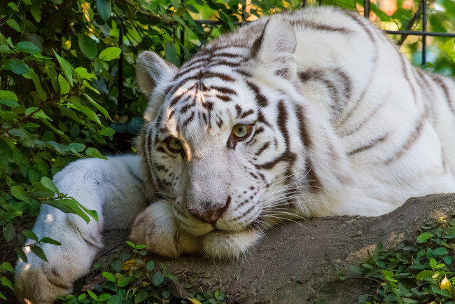 Обои картинки фото животные, тигры, отдых, белый, тигр