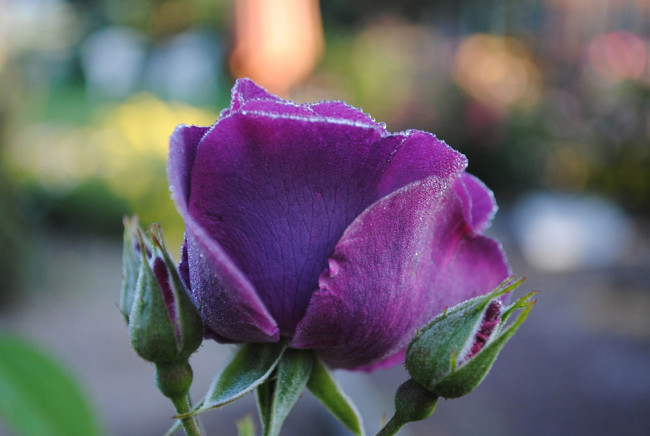 Обои картинки фото цветы, розы, бутоны, сиреневый, роса