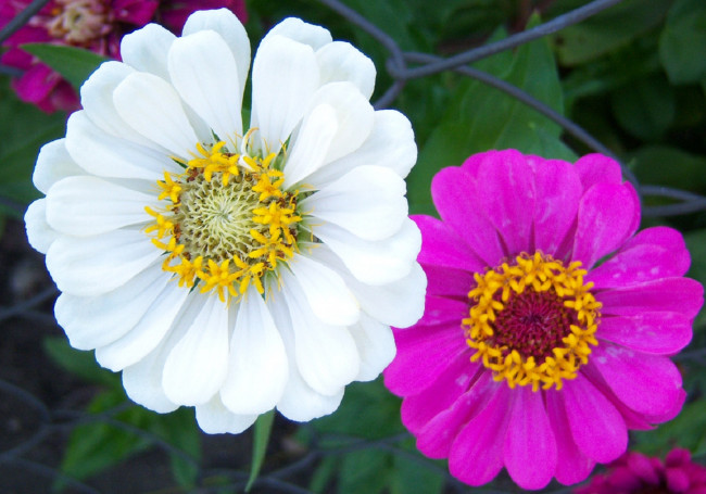 Обои картинки фото цветы, цинния, розовый, белый