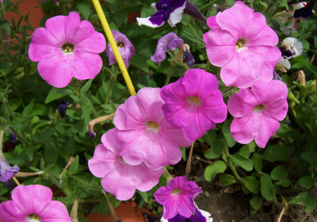 Обои картинки фото цветы, петунии, калибрахоа