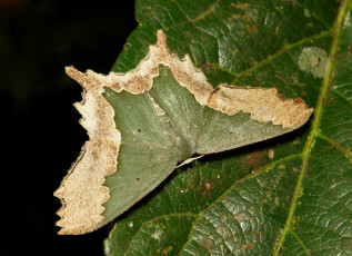 Картинка животные бабочки +мотыльки +моли узор усики крылья лист макро зелёный мотылёк itchydogimages