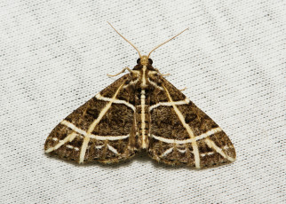 Картинка животные бабочки +мотыльки +моли полотно мотылёк вязанное насекомое макро itchydogimages