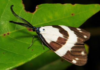 Картинка животные бабочки +мотыльки +моли itchydogimages мотылёк моль макро