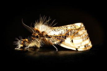 Картинка животные бабочки +мотыльки +моли моль насекомое макро itchydogimages чёрный фон