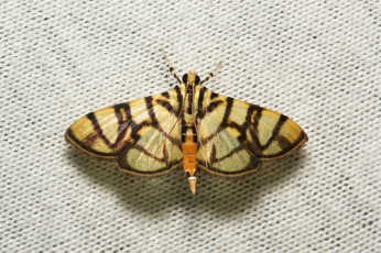 Картинка животные бабочки +мотыльки +моли крылья моль макро itchydogimages