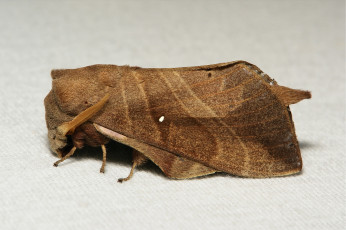 Картинка животные бабочки +мотыльки +моли макро моль мотылёк itchydogimages