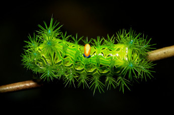 Картинка животные гусеницы itchydogimages гусеница веточка макро