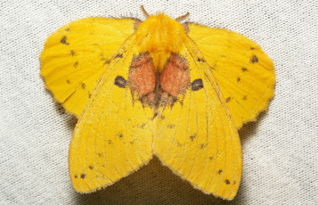 Картинка животные бабочки +мотыльки +моли мотылёк моль макро itchydogimages жёлтый