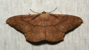 Картинка животные бабочки +мотыльки +моли крылья мотылёк макро itchydogimages коричневый