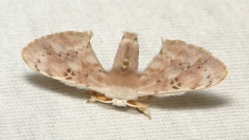 Картинка животные бабочки +мотыльки +моли мотылёк моль макро itchydogimages