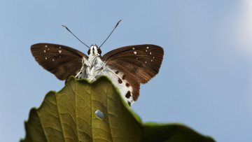 Картинка животные бабочки +мотыльки +моли небо листик усики крылья itchydogimages макро бабочка