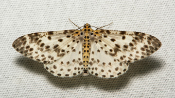 Картинка животные бабочки +мотыльки +моли узор крылья моль макро itchydogimages