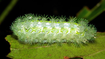 Картинка животные гусеницы капли роса утро гусеница лист макро itchydogimages