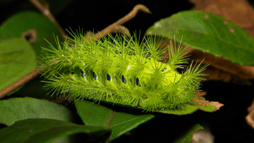 Картинка животные гусеницы веточка гусеница макро itchydogimages