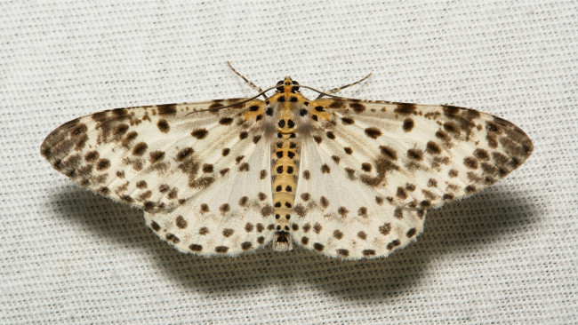 Обои картинки фото животные, бабочки,  мотыльки,  моли, узор, крылья, моль, макро, itchydogimages