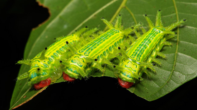 Обои картинки фото животные, гусеницы, itchydogimages, зелёные, листья, веточка, макро