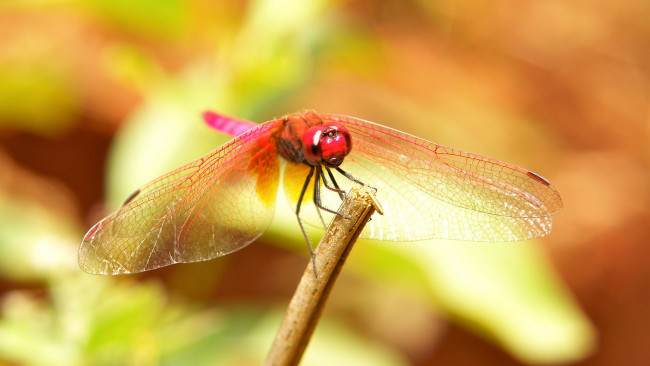 Обои картинки фото животные, стрекозы, травинка, крылья, макро, itchydogimages, фон, стрекоза