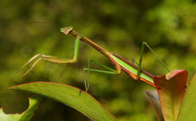 Обои картинки фото животные, богомолы, богомол, природа, листья, макро, itchydogimages
