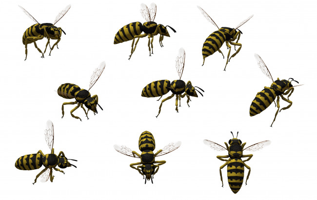 Обои картинки фото 3д графика, животные , animals, осы, фон