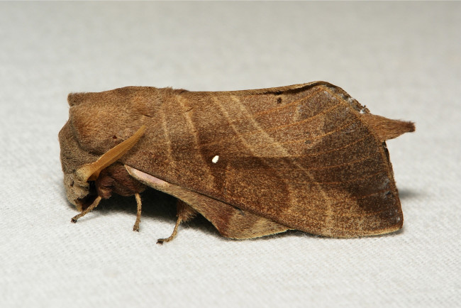 Обои картинки фото животные, бабочки,  мотыльки,  моли, макро, моль, мотылёк, itchydogimages