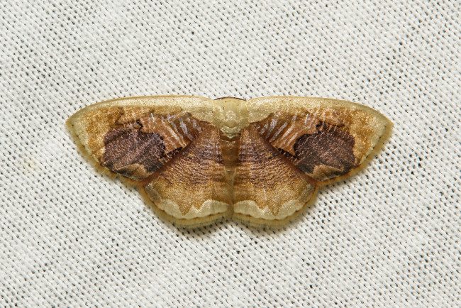 Обои картинки фото животные, бабочки,  мотыльки,  моли, макро, насекомое, мотылёк, itchydogimages