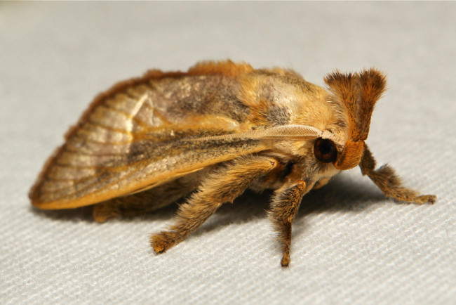 Обои картинки фото животные, бабочки,  мотыльки,  моли, моль, макро, itchydogimages, усики, крылья, пушистые