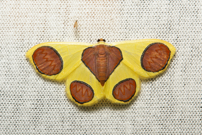 Обои картинки фото животные, бабочки,  мотыльки,  моли, моль, узор, усики, крылья, макро, полотно, вязанное, itchydogimages