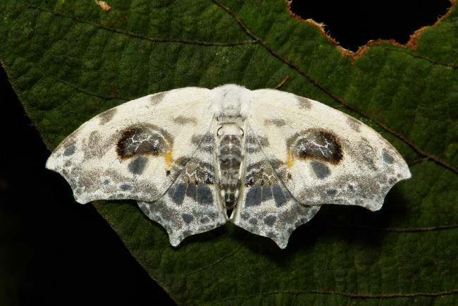 Обои картинки фото животные, бабочки,  мотыльки,  моли, узоры, мотылёк, усики, крылья, насекомое, макро, itchydogimages