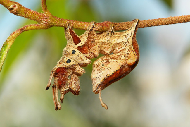 Обои картинки фото животные, гусеницы, макро, необычная, itchydogimages, гусеница, веточка, насекомое