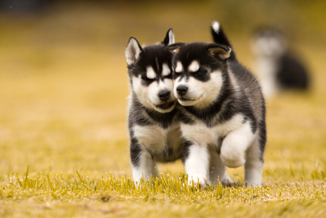 Обои картинки фото животные, собаки, газон, двое, щенки, хаски