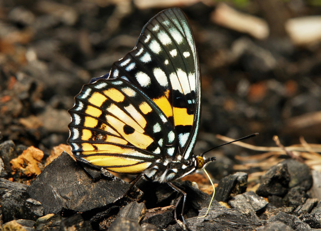 Обои картинки фото животные, бабочки,  мотыльки,  моли, крылья, бабочка, макро, itchydogimages
