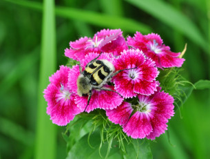 Картинка животные насекомые насекомое цветок жук розовые соцветие