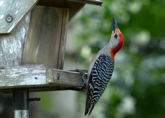 Картинка животные дятлы птичка