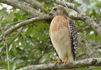 Картинка животные птицы+-+хищники птичка