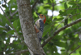 Картинка животные дятлы птичка