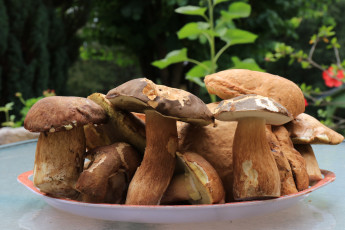 Картинка еда грибы +грибные+блюда боровики