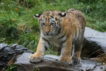 Картинка животные тигры хищник