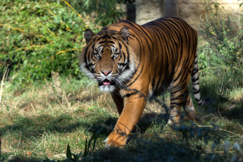 Картинка животные тигры хищник