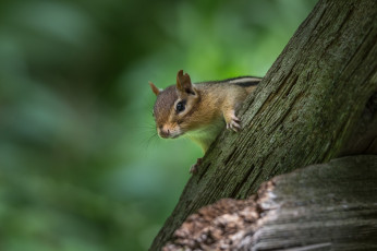 Картинка животные бурундуки боке грызун бурундук бревно