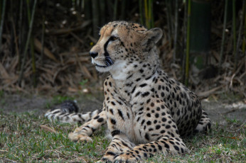 Картинка животные гепарды хищник