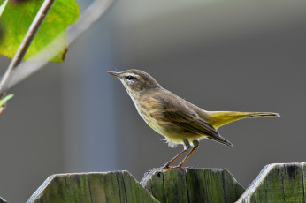 Картинка животные птицы птичка