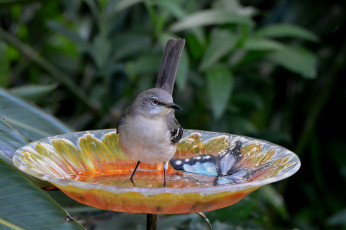Картинка животные птицы птичка