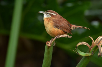 Картинка животные птицы птичка