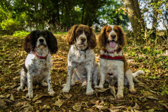 Картинка животные собаки собачки
