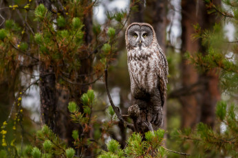 Картинка животные совы птичка