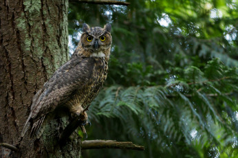 Картинка животные совы птичка