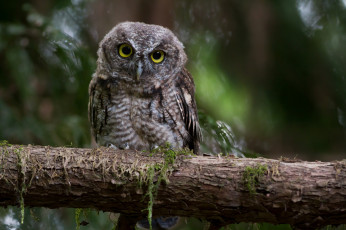 Картинка животные совы птичка