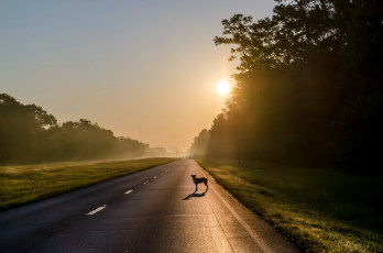 Картинка животные собаки собака утро дорога туман