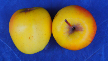 Картинка еда Яблоки яблочки